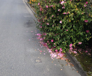 Le Festival des Roses à Chedigny, près de Loches, attire désormais 15 000 visiteurs pendant le week-end.